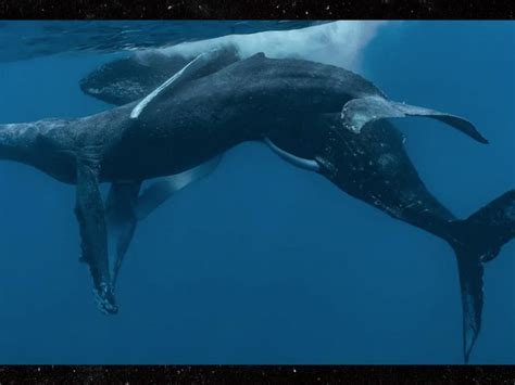 gay caught having sex porn|Humpback whales photographed having sex — and gay sex.